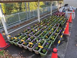 花いっぱい推進運動 (2)