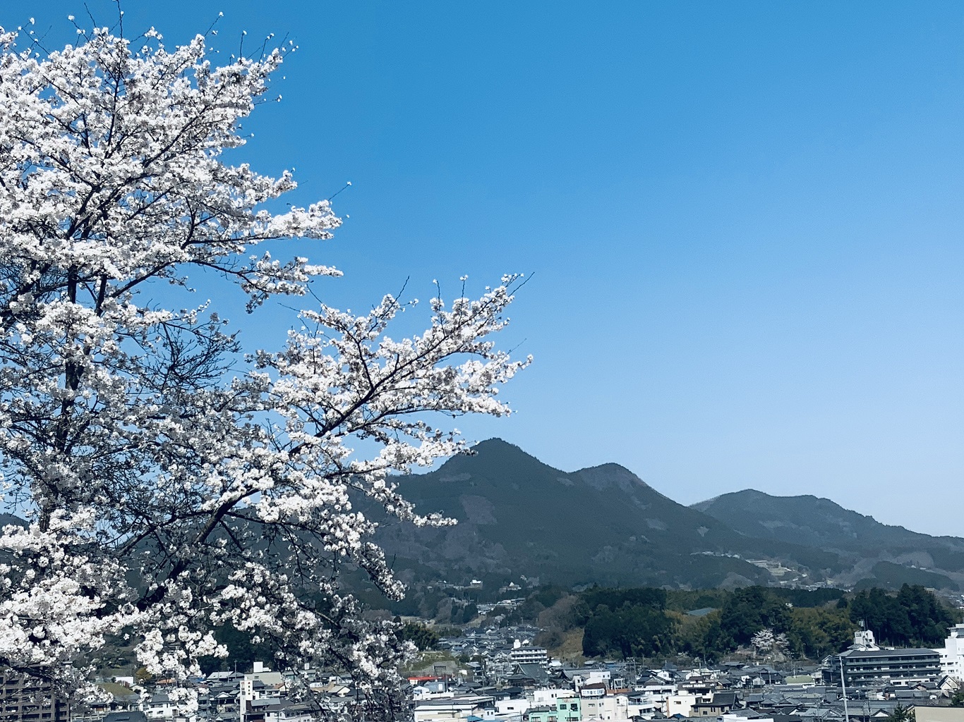 桜と大和富士