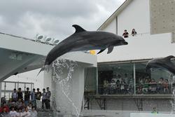 イルカショー