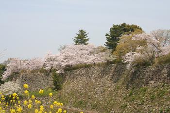 郡山城の桜