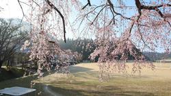 満開のグランドの桜